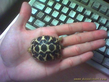 star tortoise hatchling